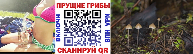 цена наркотик  Берёзовка  гидра сайт  Галлюциногенные грибы мицелий 